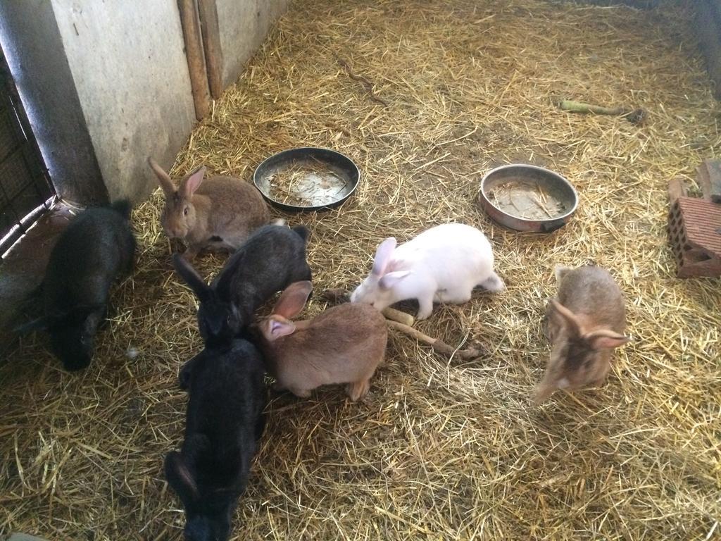 ベルティノーロ Agriturismo 7 Colonneヴィラ エクステリア 写真
